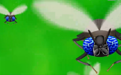 超完美昆蟲─黑水虻